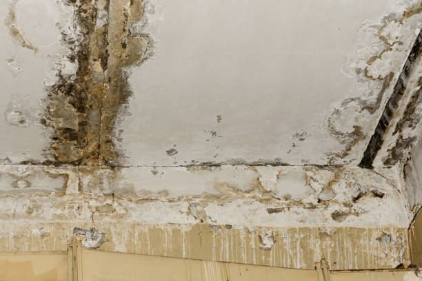 Mold Remediation for Vacation Homes in Shorewood, WI